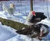 мускусные утята индоутята - Вся Беларусь - 244357 - Доска объявлений Kupika.by - Фото 8