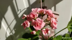 Розебудная герань Antique Rose,-молодые кустики
