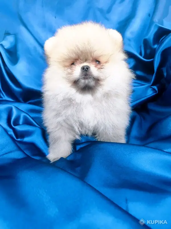 Щенки померанский шпиц - Вся Беларусь - 247644 - Доска объявлений Kupika.by - Фото 2