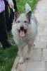 Шикарный пёс ищет семью - Вся Беларусь - 249909 - Доска объявлений Kupika.by - Фото 2