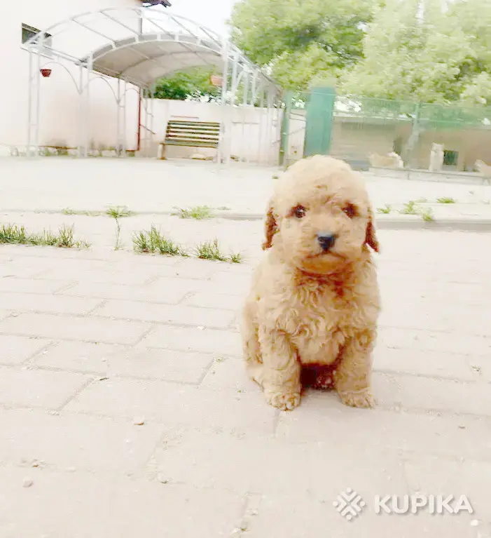 Пудель с родословной - Вся Беларусь - 248666 - Доска объявлений Kupika.by - Фото 4