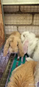 Кролики французский баран