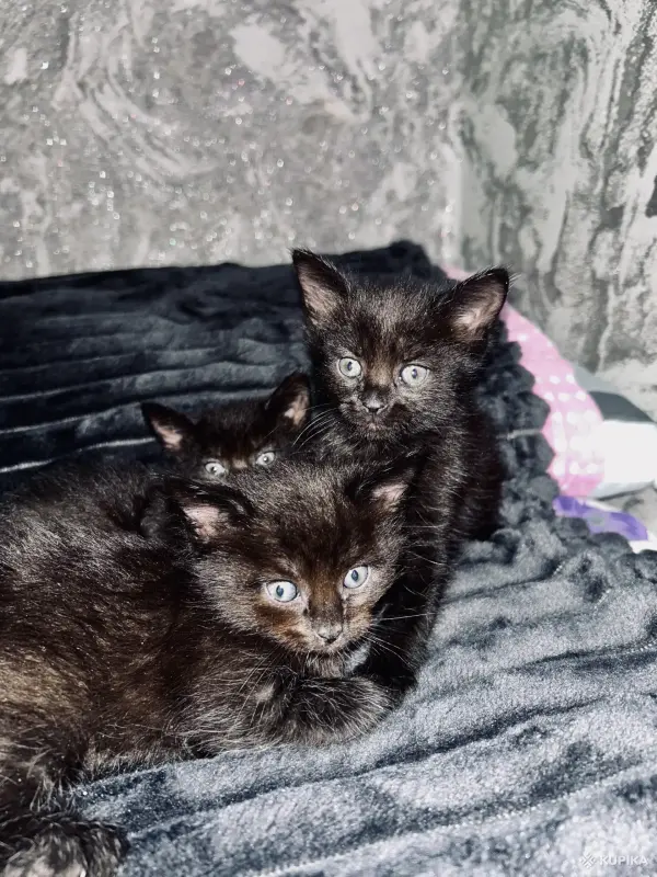 Кошки - Замечательные котята в добрые руки - Вся Беларусь Замечательные котята в добрые руки - Вся Беларусь - 250313 - Доска объявлений Kupika.by
