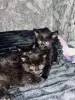 Кошки - Замечательные котята в добрые руки - Вся Беларусь Замечательные котята в добрые руки - Вся Беларусь - 250313 - Доска объявлений Kupika.by