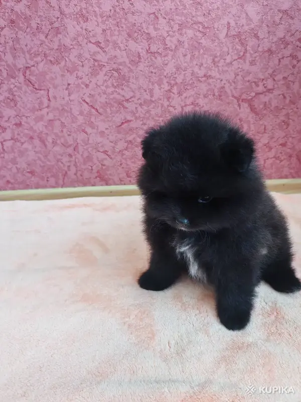 Собаки - Мальчик померанский шпиц - Вся Беларусь - Фото 2 Мальчик померанский шпиц - Вся Беларусь - 249821 - Доска объявлений Kupika.by - Фото 2