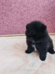 Мальчик померанский шпиц