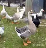 Гуси семья гусей - Вся Беларусь - 249252 - Доска объявлений Kupika.by