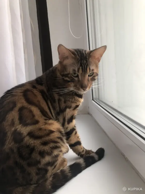Кот бенгал чистокровный
