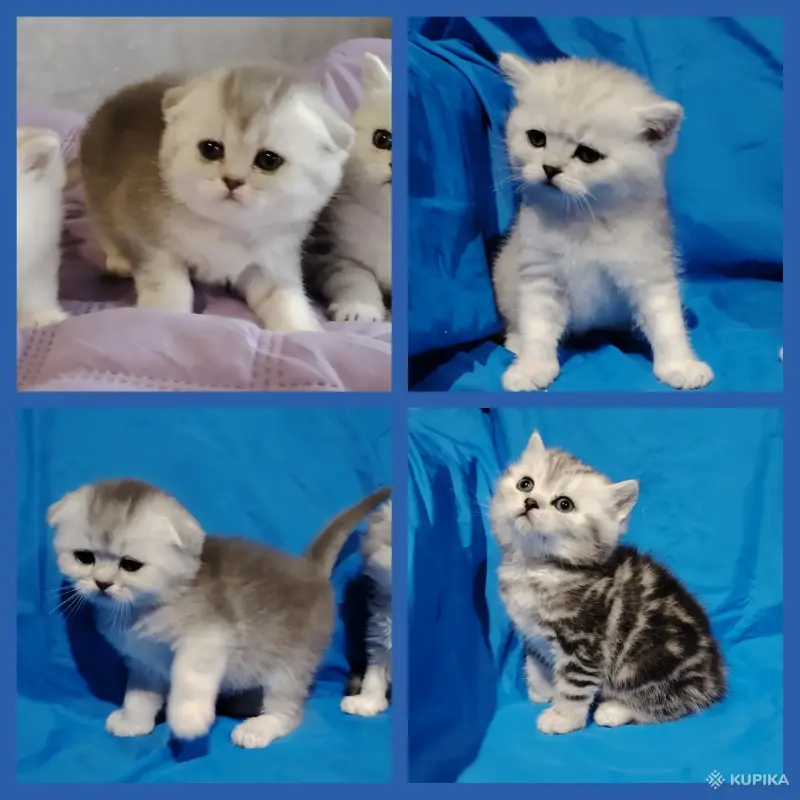 Котята шотландские.