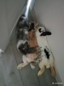 Декоративные кролики