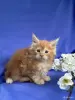 Мейн-Кун котята чистокровные - Вся Беларусь - 249572 - Доска объявлений Kupika.by - Фото 8
