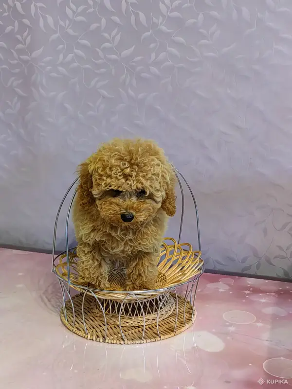 Той-пудель - Вся Беларусь - 247974 - Доска объявлений Kupika.by - Фото 3