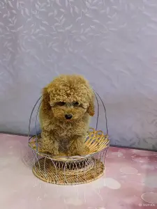 Той-пудель