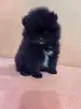 Мальчик померанский шпиц. - Вся Беларусь - 250043 - Доска объявлений Kupika.by - Фото 3