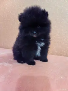 Мальчик померанский шпиц.