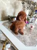 Пудель - Вся Беларусь - 250411 - Доска объявлений Kupika.by - Фото 2
