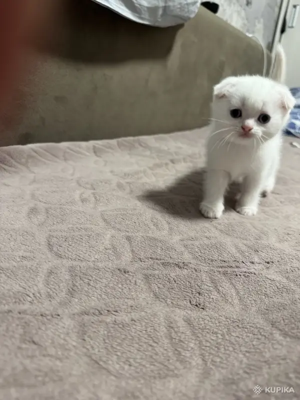 Котята шатландские