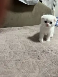 Котята шатландские