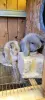 Кролики французский баран - Вся Беларусь - 248496 - Доска объявлений Kupika.by