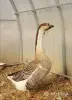 Гуси семья гусей - Вся Беларусь - 249252 - Доска объявлений Kupika.by - Фото 9