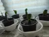 Комнатные растения - Продам декабрист(ы) - Вся Беларусь Продам декабрист(ы) - Вся Беларусь - 249361 - Доска объявлений Kupika.by