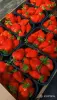 Продаём вкусную свежую клубнику - Вся Беларусь - 248663 - Доска объявлений Kupika.by - Фото 4