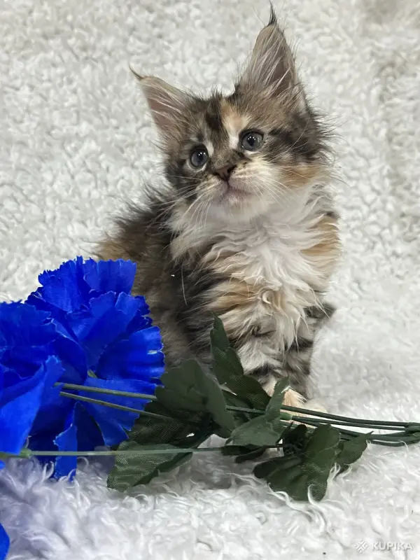 Кошки - Мейн-Кун котята - Вся Беларусь - Фото 6 Мейн-Кун котята - Вся Беларусь - 248534 - Доска объявлений Kupika.by - Фото 6