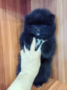 Мальчик померанский шпиц.