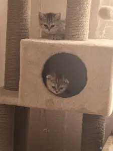 Золотые шиншиллы