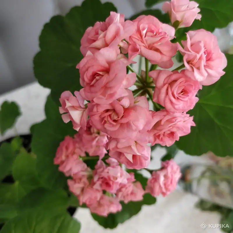 Розебудная цветущая герань Antique Rose - Вся Беларусь - 250216 - Доска объявлений Kupika.by - Фото 4