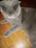 Шотландский кот - Кличев - 248913 - Доска объявлений Kupika.by - Фото 2