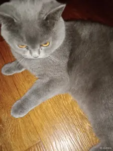 Шотландский кот