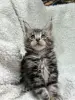 Кошки - Мейн-Кун котята - Вся Беларусь - Фото 8 Мейн-Кун котята - Вся Беларусь - 248534 - Доска объявлений Kupika.by - Фото 8