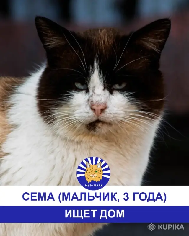 Стая Вики - котики ждут своих хозяев - Вся Беларусь - 248113 - Доска объявлений Kupika.by - Фото 7