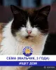 Стая Вики - котики ждут своих хозяев - Вся Беларусь - 248113 - Доска объявлений Kupika.by - Фото 7
