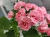 Розебудная цветущая герань Antique Rose - Вся Беларусь - 250216 - Доска объявлений Kupika.by
