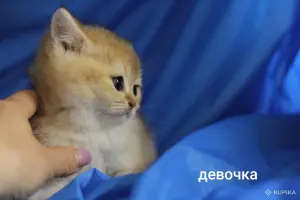 Шотландские котята