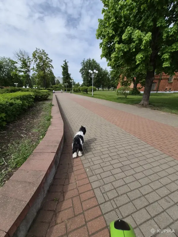 Бишон Хаванез - Вся Беларусь - 249027 - Доска объявлений Kupika.by - Фото 6