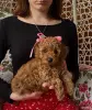Щенки карликового и той пуделя - Вся Беларусь - 250330 - Доска объявлений Kupika.by