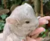 Шиншилла, шиншилленок - Вся Беларусь - 247645 - Доска объявлений Kupika.by
