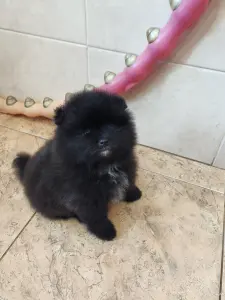 Померанский шпиц мальчик.