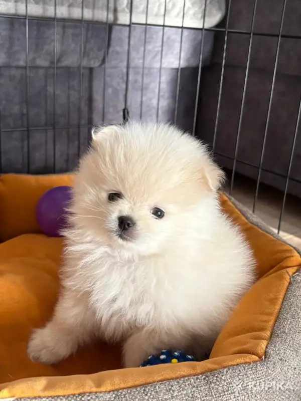 Продам щенка померанского шпица - Вся Беларусь - 248923 - Доска объявлений Kupika.by - Фото 5