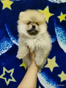 Щенки померанского шпица