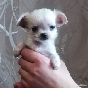Чихуахуа