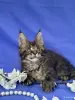 Мейн-Кун котята чистокровные - Вся Беларусь - 249572 - Доска объявлений Kupika.by - Фото 14
