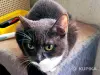 Кошка Шани - подарок жизни - Вся Беларусь - 248495 - Доска объявлений Kupika.by - Фото 3