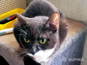 Кошка Шани - подарок жизни