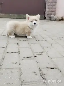 Вельш корги пемброк