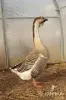 Гуси семья гусей - Вся Беларусь - 249252 - Доска объявлений Kupika.by - Фото 10