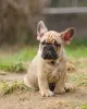 Щенки французского бульдога - Вся Беларусь - 250422 - Доска объявлений Kupika.by - Фото 7